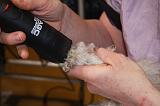 CANICHE - TOILETTAGE 014